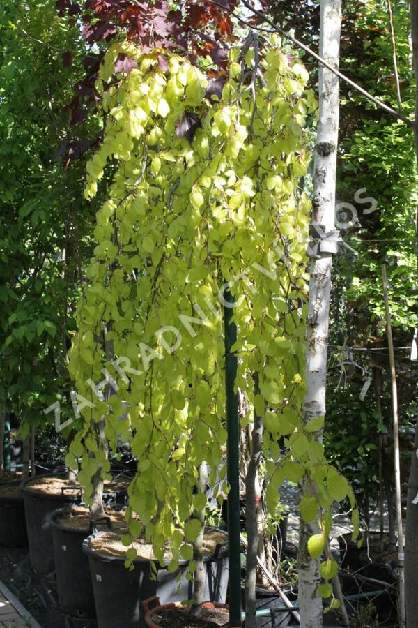 Buk lesní 'Aurea Pendula' - Fagus sylvatica 'Aurea Pendula'