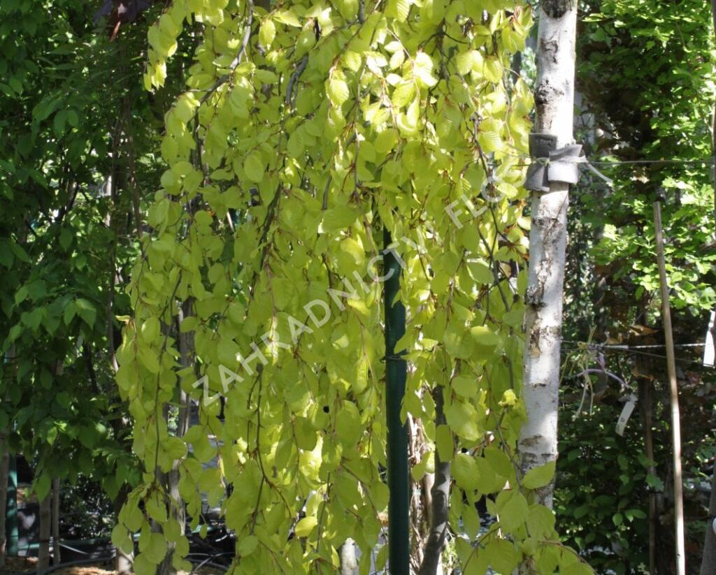 Buk lesní 'Aurea Pendula' - Fagus sylvatica 'Aurea Pendula'