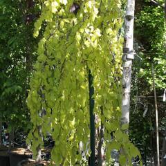 Buk lesní 'Aurea Pendula' - Fagus sylvatica 'Aurea Pendula'