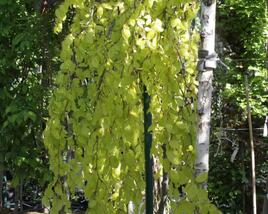 Buk lesní 'Aurea Pendula'