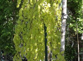 Buk lesní 'Aurea Pendula' - Fagus sylvatica 'Aurea Pendula'