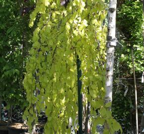 Buk lesní 'Aurea Pendula' - Fagus sylvatica 'Aurea Pendula'