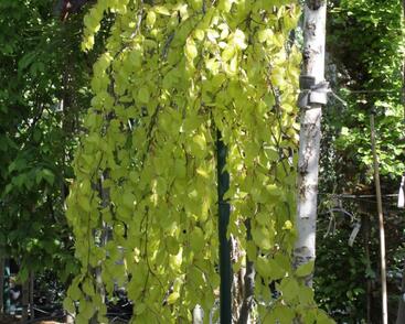 Buk lesní 'Aurea Pendula'