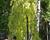 Buk lesní 'Aurea Pendula'