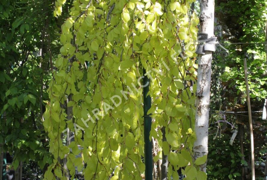 Buk lesn 'Aurea Pendula' - Fagus sylvatica 'Aurea Pendula' | Zahradnictv  FLOS