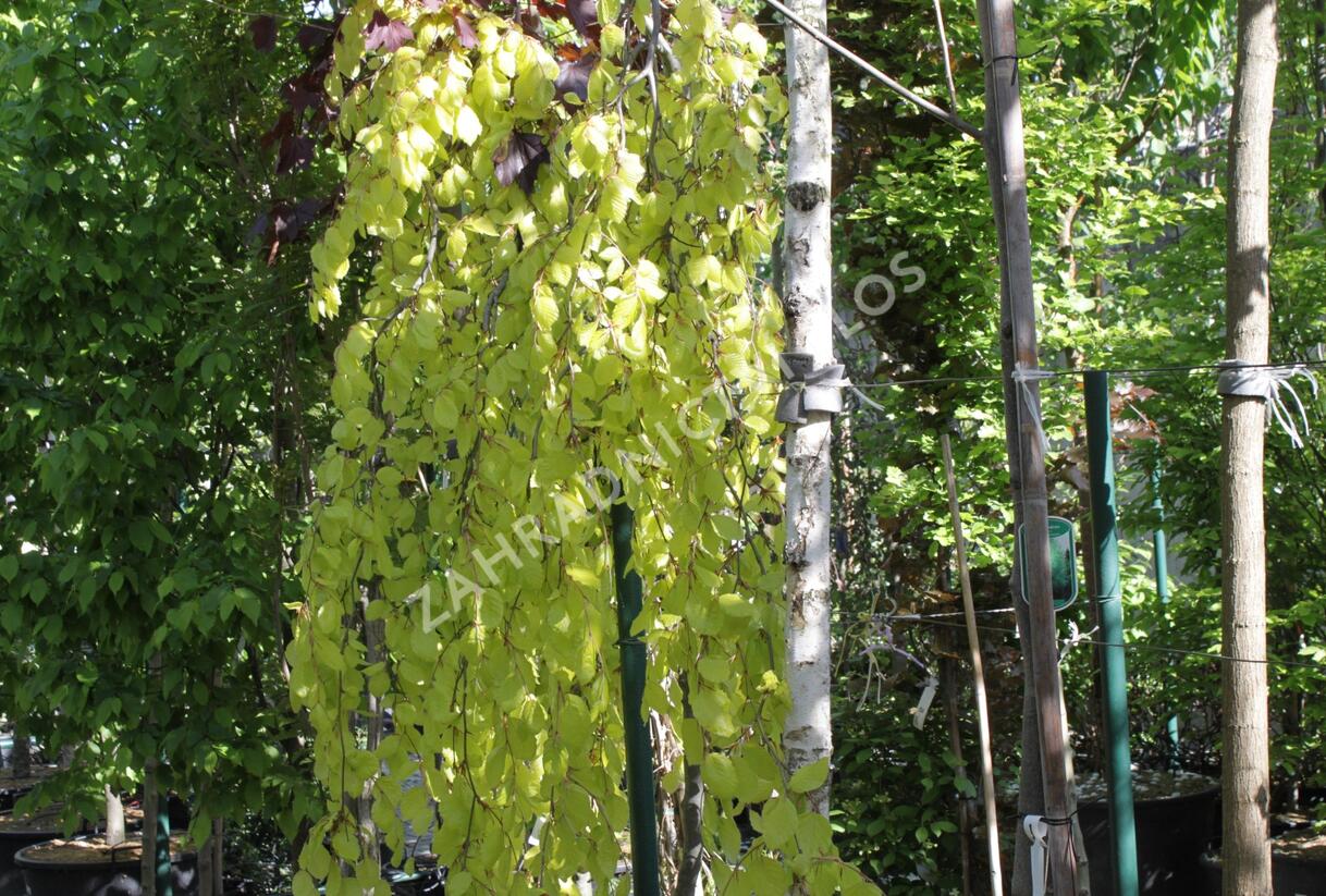 Buk lesní 'Aurea Pendula' - Fagus sylvatica 'Aurea Pendula'