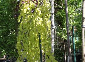 Buk lesní 'Aurea Pendula' - Fagus sylvatica 'Aurea Pendula'