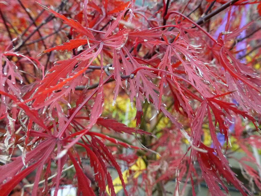 Javor dlanitolistý 'Stella Rose' - Acer palmatum 'Stella Rose'