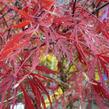 Javor dlanitolistý 'Stella Rose' - Acer palmatum 'Stella Rose'