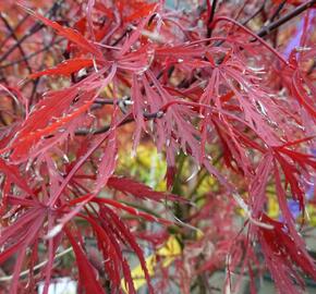 Javor dlanitolistý 'Stella Rose' - Acer palmatum 'Stella Rose'