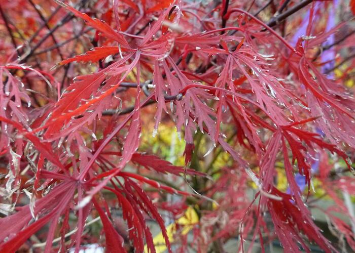Javor dlanitolistý 'Stella Rose' - Acer palmatum 'Stella Rose'