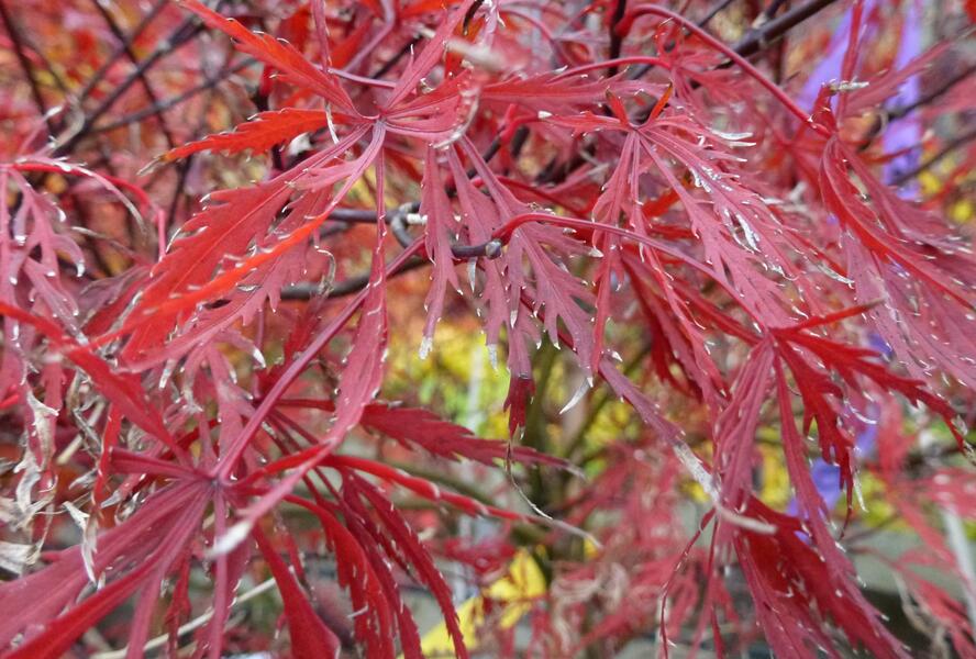 Javor dlanitolistý 'Stella Rose' - Acer palmatum 'Stella Rose'