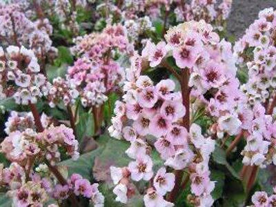 Bergénie 'Schneekonigin' - Bergenia 'Schneekonigin'