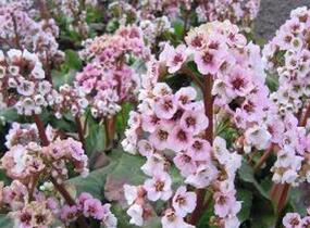 Bergénie 'Schneekonigin' - Bergenia 'Schneekonigin'