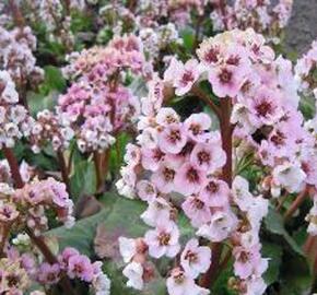 Bergénie 'Schneekonigin' - Bergenia 'Schneekonigin'