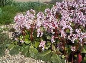 Bergénie 'Schneekonigin' - Bergenia 'Schneekonigin'