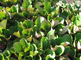 Bergénie srdčitá 'David' - Bergenia cordifolia 'David'