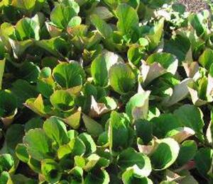 Bergénie srdčitá 'David' - Bergenia cordifolia 'David'