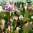 Bergénie srdčitá 'David' - Bergenia cordifolia 'David'