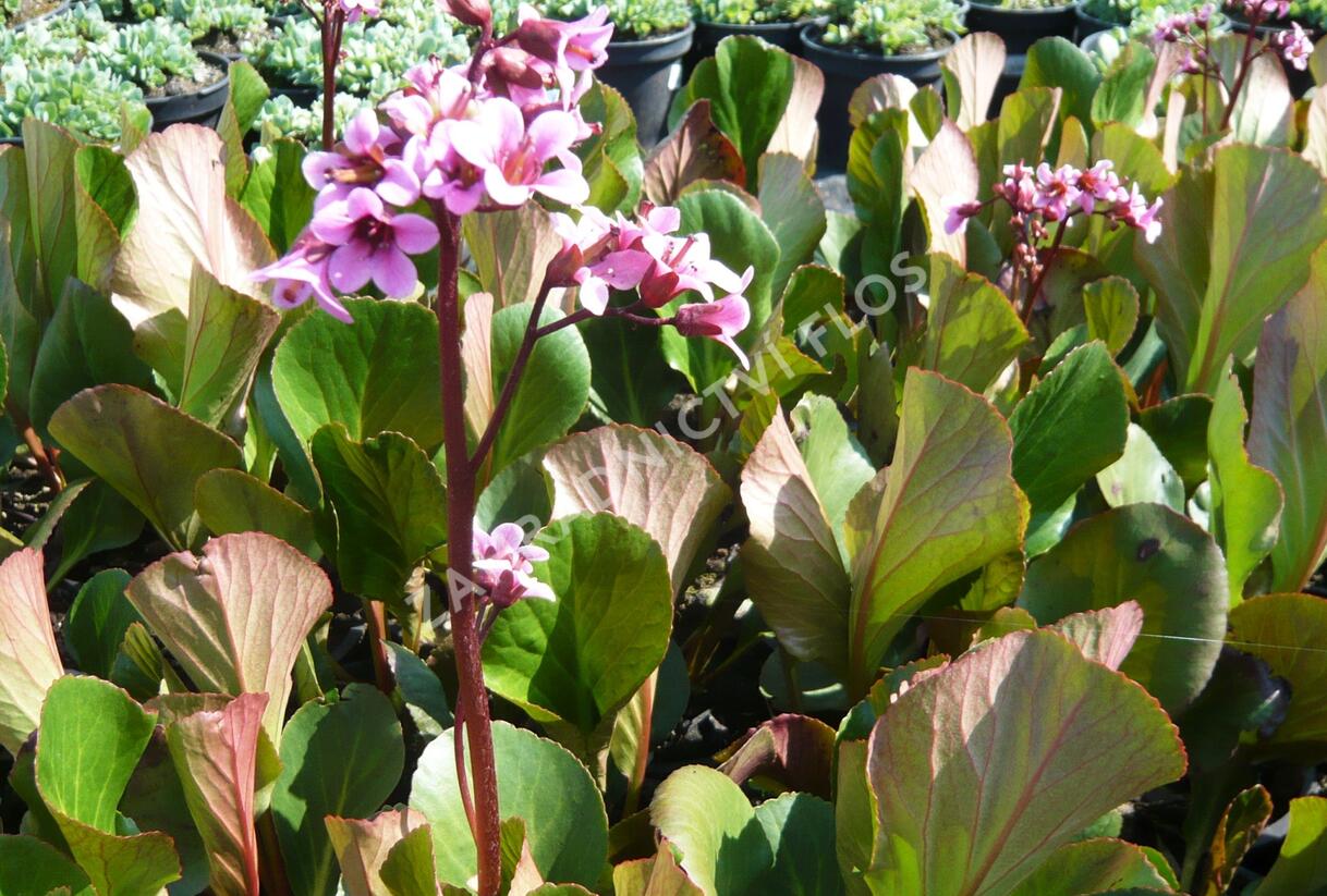 Bergénie srdčitá 'David' - Bergenia cordifolia 'David'
