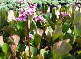 Bergénie srdčitá 'David' - Bergenia cordifolia 'David'
