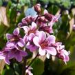 Bergénie srdčitá 'David' - Bergenia cordifolia 'David'