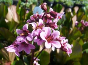 Bergénie srdčitá 'David' - Bergenia cordifolia 'David'