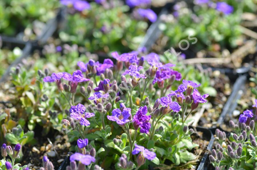 Tařička kosníkovitá 'Audrey Early Blue Shades' - Aubrieta deltoides 'Audrey Early Blue Shades'