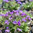 Tařička kosníkovitá 'Audrey Early Blue Shades' - Aubrieta deltoides 'Audrey Early Blue Shades'