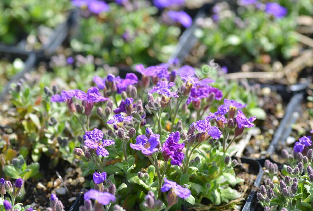 Tařička kosníkovitá 'Audrey Early Blue Shades' - Aubrieta deltoides 'Audrey Early Blue Shades'