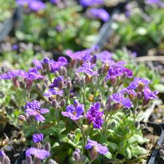 Tařička kosníkovitá 'Audrey Early Blue Shades' - Aubrieta deltoides 'Audrey Early Blue Shades'