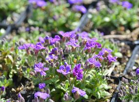 Tařička kosníkovitá 'Audrey Early Blue Shades' - Aubrieta deltoides 'Audrey Early Blue Shades'