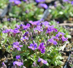 Tařička kosníkovitá 'Audrey Early Blue Shades' - Aubrieta deltoides 'Audrey Early Blue Shades'