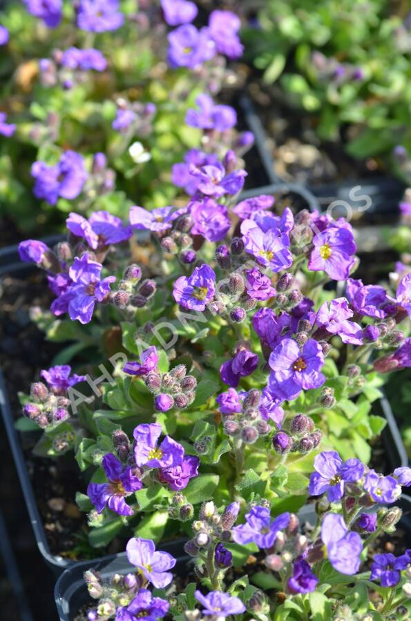 Tařička kosníkovitá 'Audrey Early Blue Shades' - Aubrieta deltoides 'Audrey Early Blue Shades'