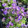 Tařička kosníkovitá 'Audrey Early Blue Shades' - Aubrieta deltoides 'Audrey Early Blue Shades'