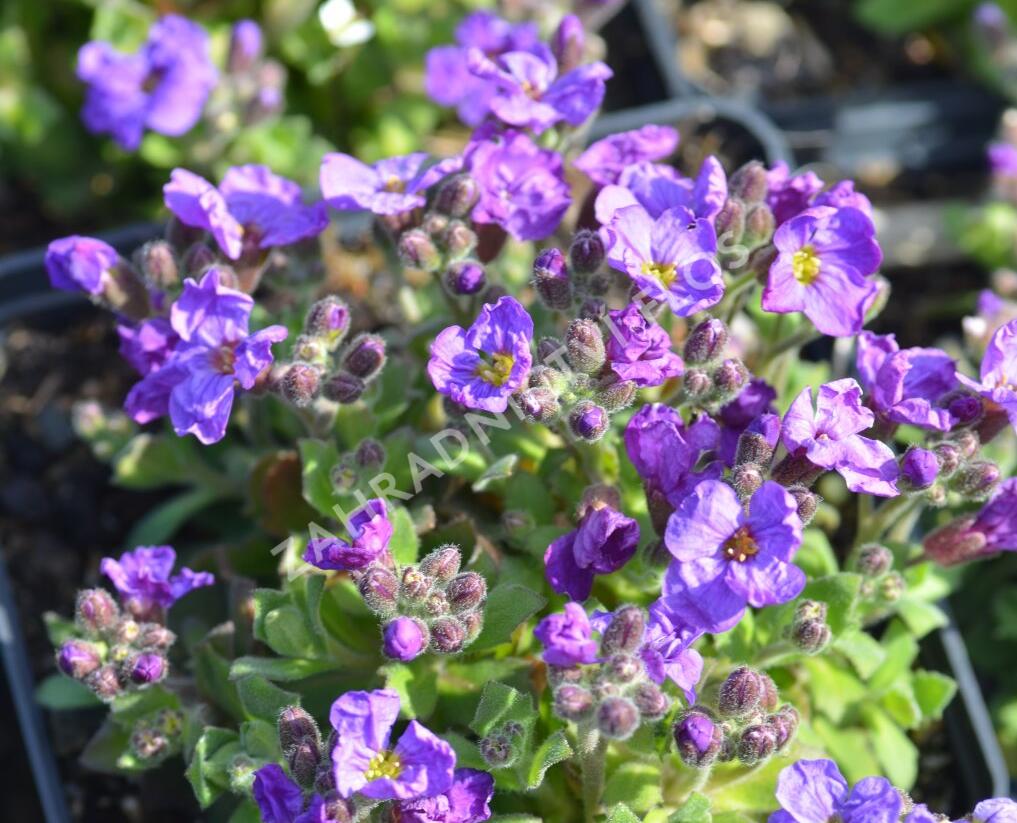 Tařička kosníkovitá 'Audrey Early Blue Shades' - Aubrieta deltoides 'Audrey Early Blue Shades'