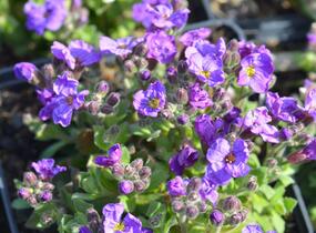 Tařička kosníkovitá 'Audrey Early Blue Shades' - Aubrieta deltoides 'Audrey Early Blue Shades'