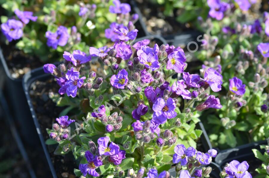Tařička kosníkovitá 'Audrey Early Blue Shades' - Aubrieta deltoides 'Audrey Early Blue Shades'