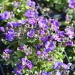 Tařička kosníkovitá 'Audrey Early Blue Shades' - Aubrieta deltoides 'Audrey Early Blue Shades'