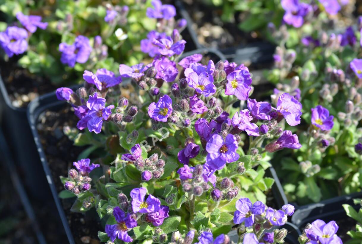 Tařička kosníkovitá 'Audrey Early Blue Shades' - Aubrieta deltoides 'Audrey Early Blue Shades'
