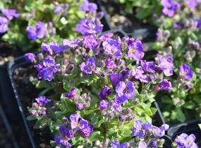 Tařička kosníkovitá 'Audrey Early Blue Shades' - Aubrieta deltoides 'Audrey Early Blue Shades'