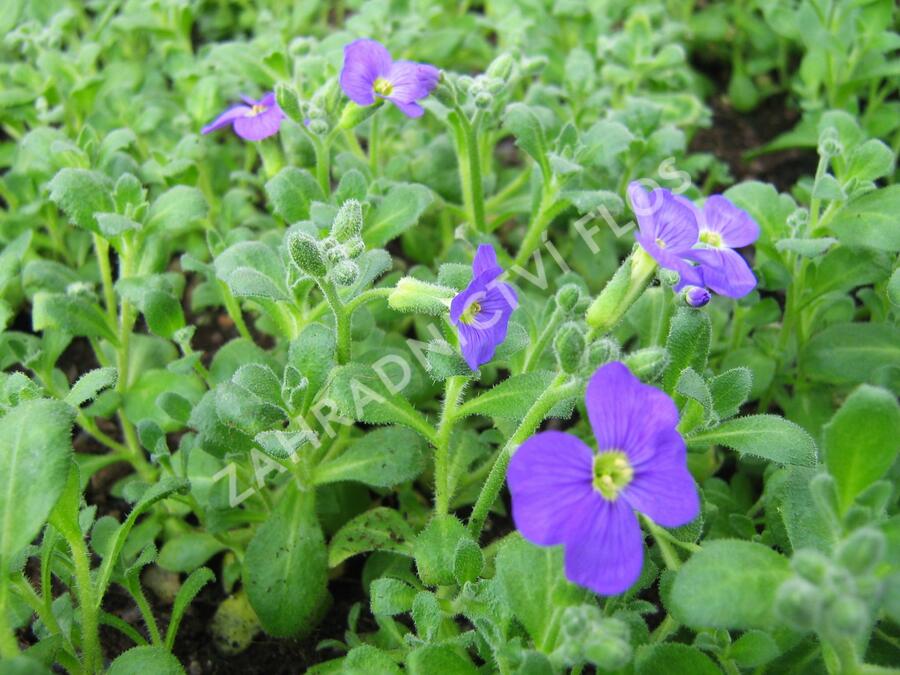 Tařička kosníkovitá 'Audrey Early Blue Shades' - Aubrieta deltoides 'Audrey Early Blue Shades'
