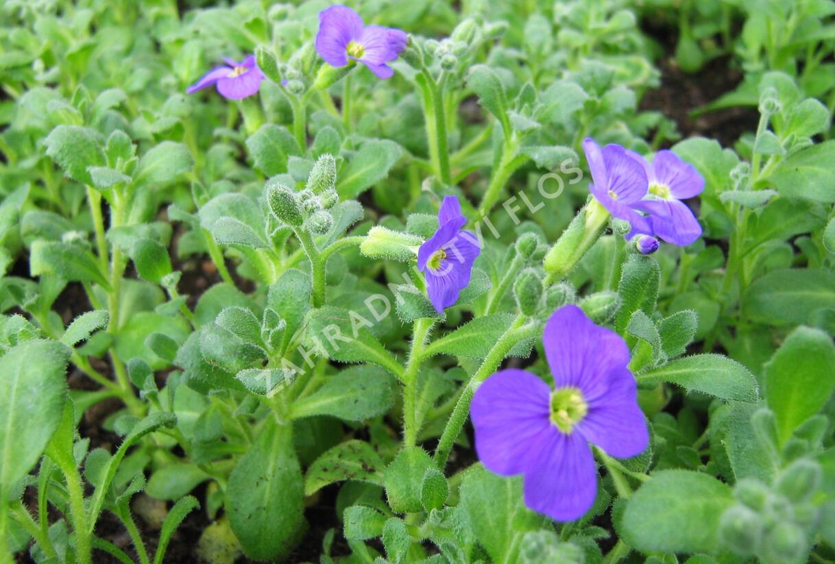 Tařička kosníkovitá 'Audrey Early Blue Shades' - Aubrieta deltoides 'Audrey Early Blue Shades'