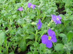 Tařička kosníkovitá 'Audrey Early Blue Shades' - Aubrieta deltoides 'Audrey Early Blue Shades'