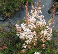 Čechrava 'Bronce Elegans' - Astilbe simplicifolia 'Bronce Elegans'