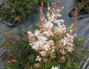 Čechrava 'Bronce Elegans' - Astilbe simplicifolia 'Bronce Elegans'