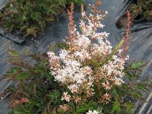 Čechrava jednoducholistá 'Bronce Elegans' - Astilbe simplicifolia 'Bronce Elegans'