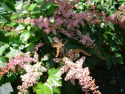 Čechrava 'Bronce Elegans' - Astilbe simplicifolia 'Bronce Elegans'