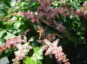 Čechrava jednoducholistá 'Bronce Elegans' - Astilbe simplicifolia 'Bronce Elegans'