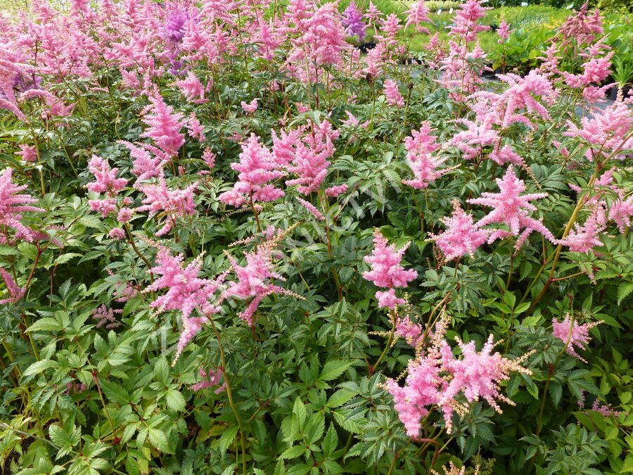 Čechrava Arendsova 'Pink' - Astilbe arendsii 'Pink'